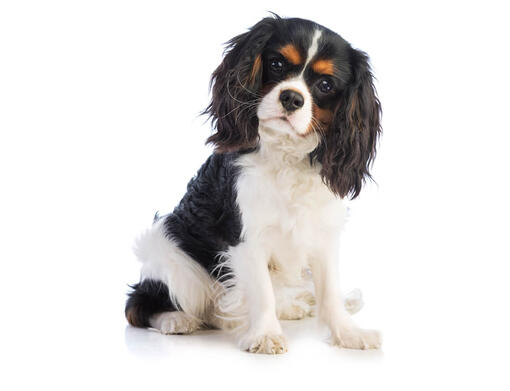 Cavalier king charles spaniel portugal 2025